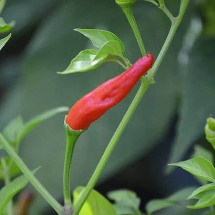 Goat Horn Pepper Seeds