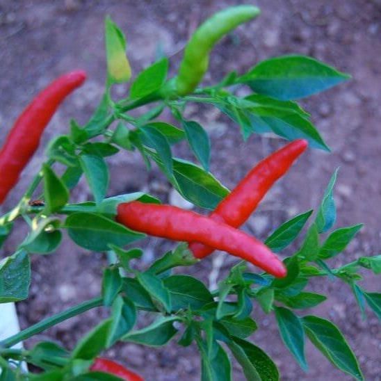 Goat Horn Pepper Seeds