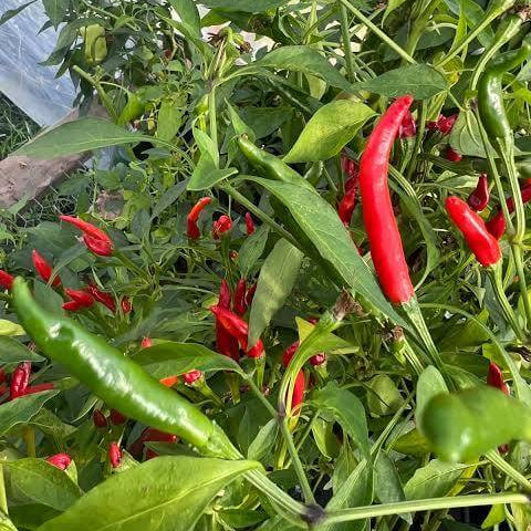 Goat Horn Pepper Seeds