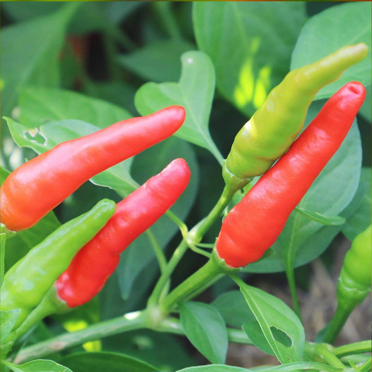 Goat Horn Pepper Seeds
