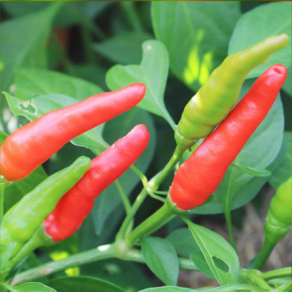 Goat Horn Pepper Seeds