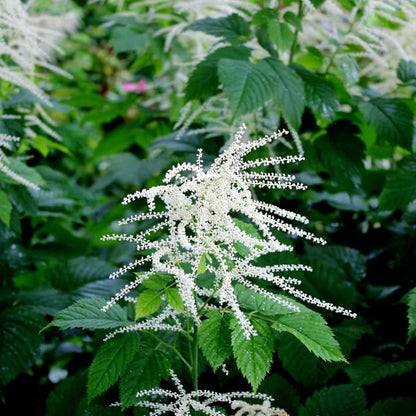 Goats Beard Seeds - Flower Plant