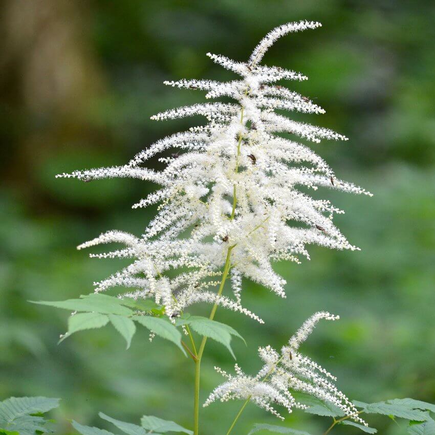 Goats Beard Seeds - Flower Plant