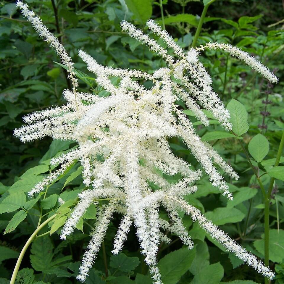 Goats Beard Seeds - Flower Plant