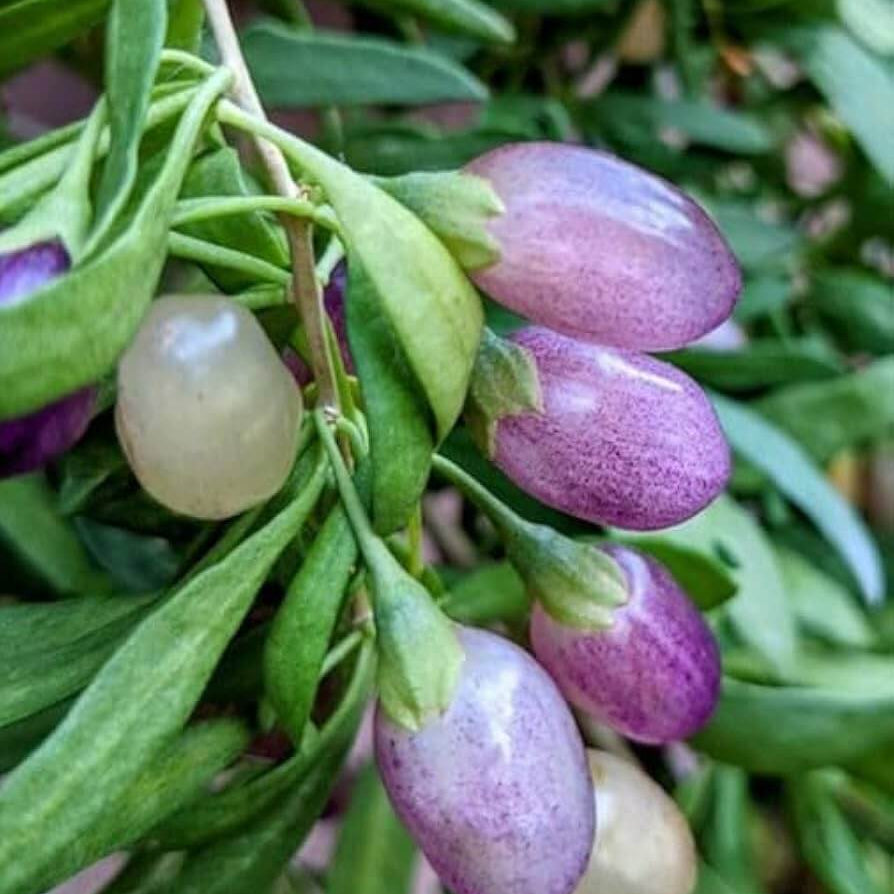 Goji Berry Purple Berry Seeds