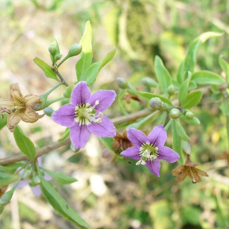 Goji Berry Purple Berry Seeds