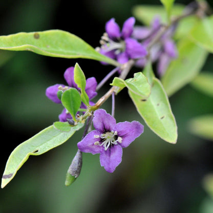 Goji Berry Purple Berry Seeds