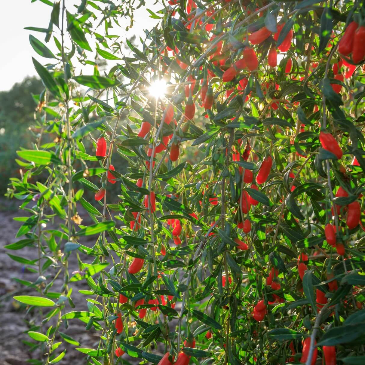 Goji Berry Seeds