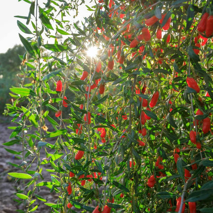 Goji Berry Seeds