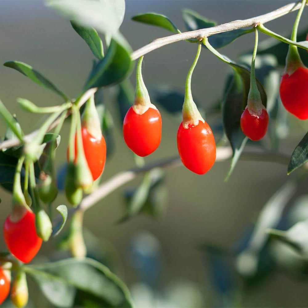 Goji Berry Seeds