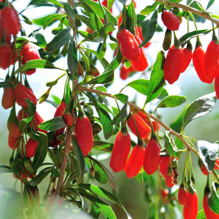 Goji Berry Seeds