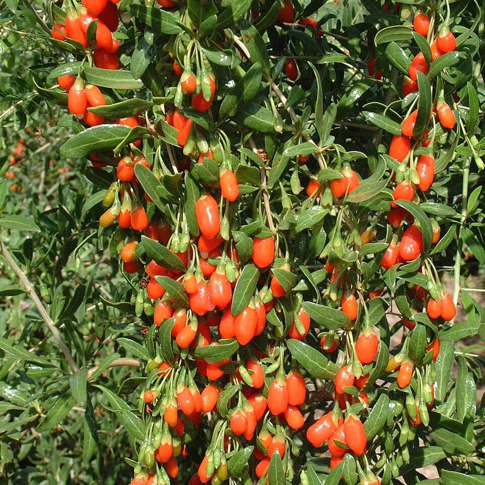 Goji Berry Seeds