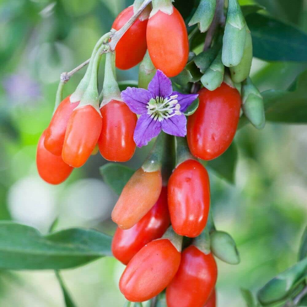 Goji berry seeds - Fruit Plant