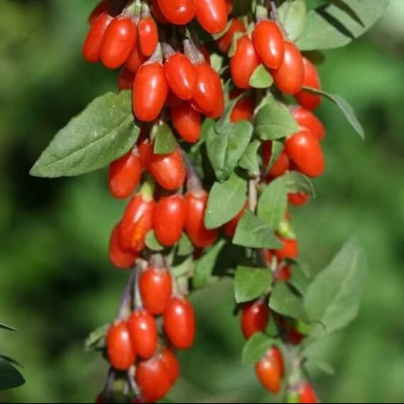 Goji berry seeds - Fruit Plant
