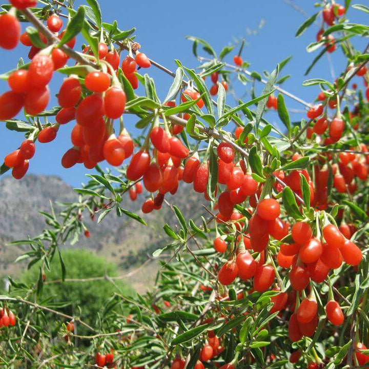 Goji berry seeds - Fruit Plant