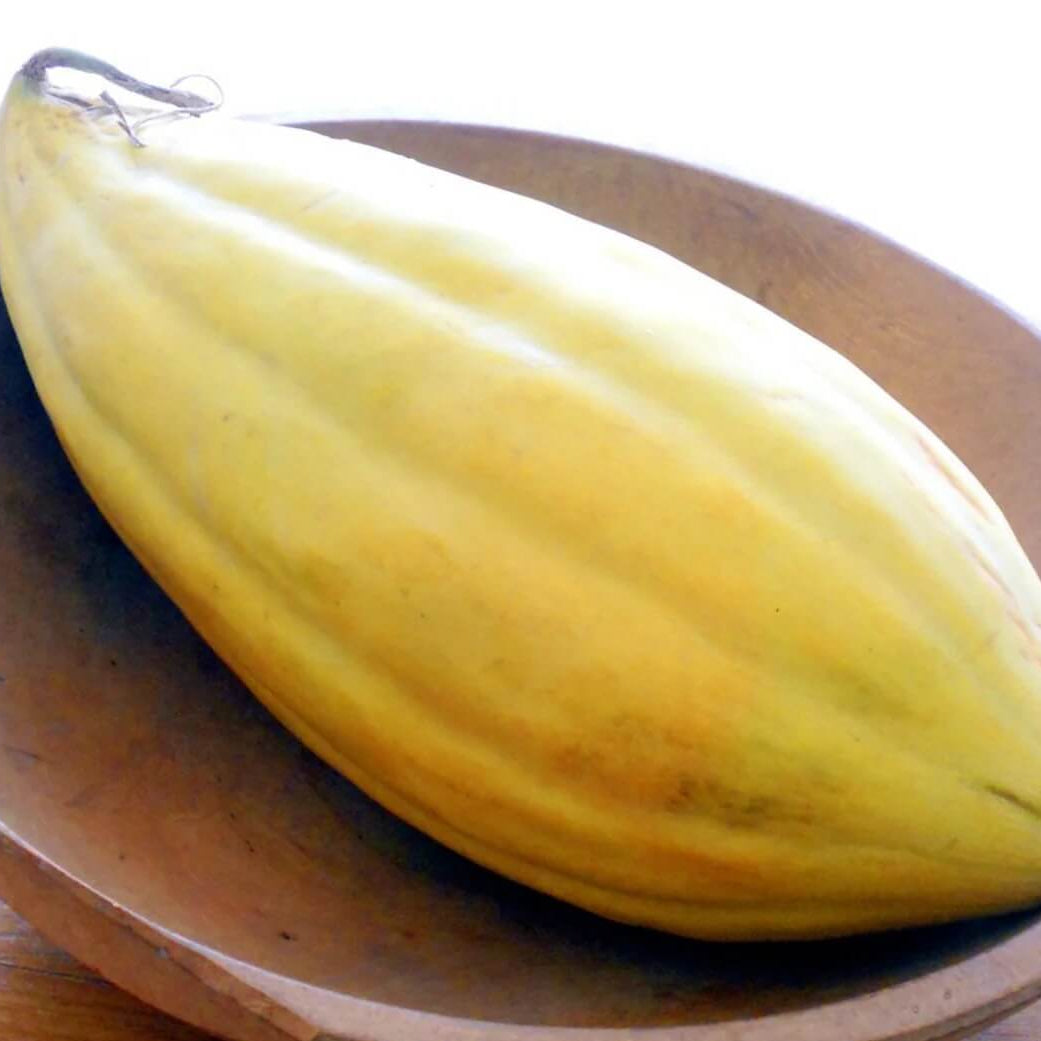 Gold Banana Melon Seeds 