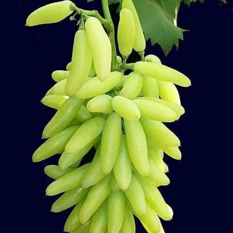 Gold Finger Grape Seeds