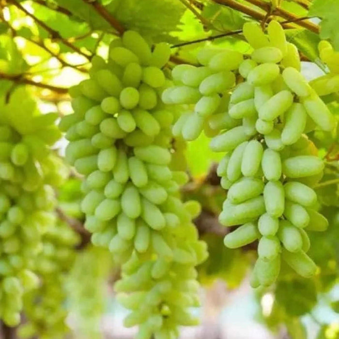 Gold Finger Grape Seeds
