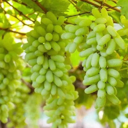 Gold Finger Grape Seeds