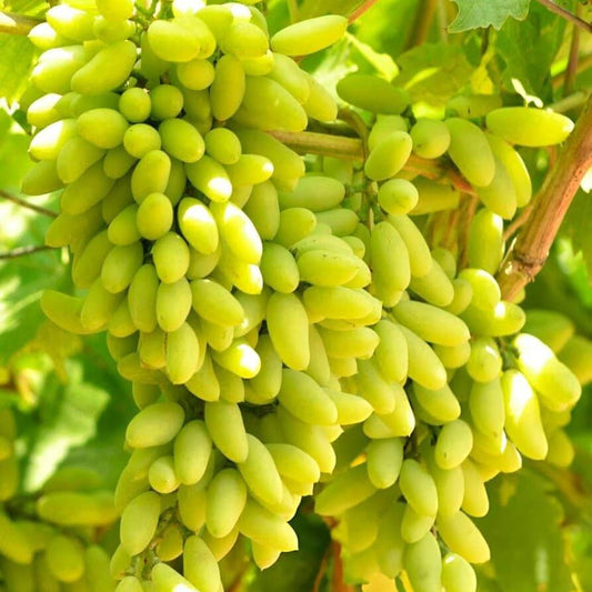 Gold Finger Grape Seeds