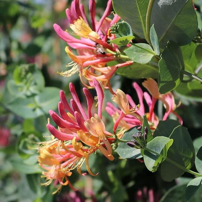 Gold Flame Honeysuckle Seeds 