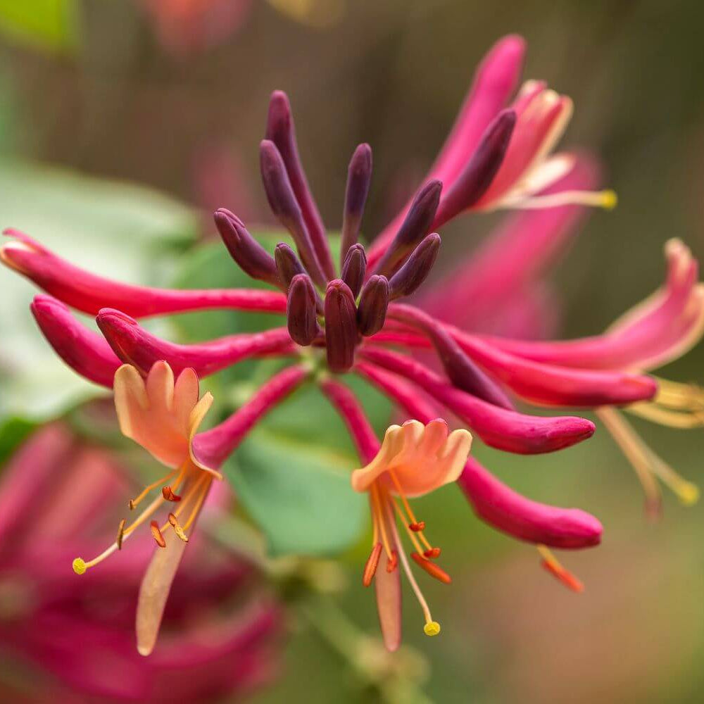 Gold Flame Honeysuckle Seeds 