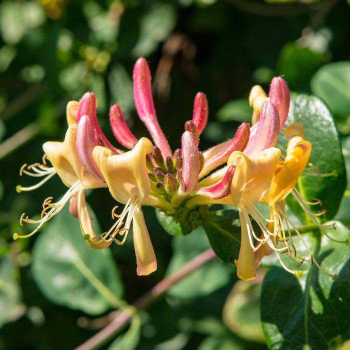 Gold Flame Honeysuckle Seeds 