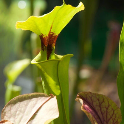 Gold Form Purple Pitcher Plant Seeds 