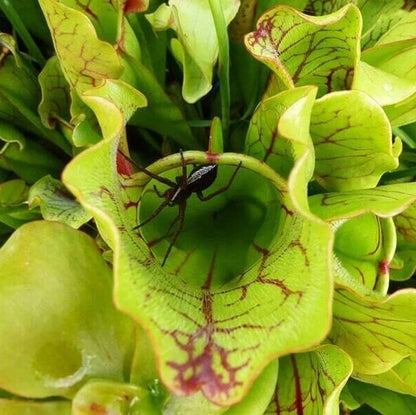 Gold Form Purple Pitcher Plant Seeds 