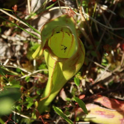 Gold Form Purple Pitcher Plant Seeds 