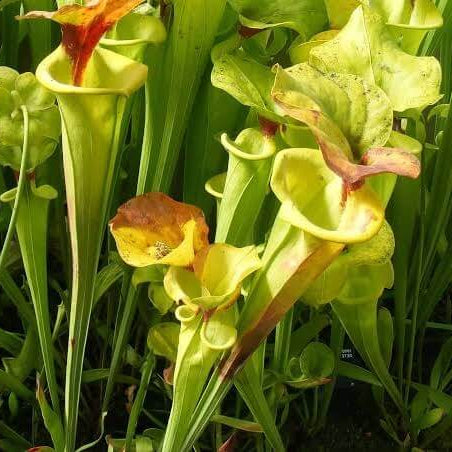 Gold Form Purple Pitcher Plant Seeds 