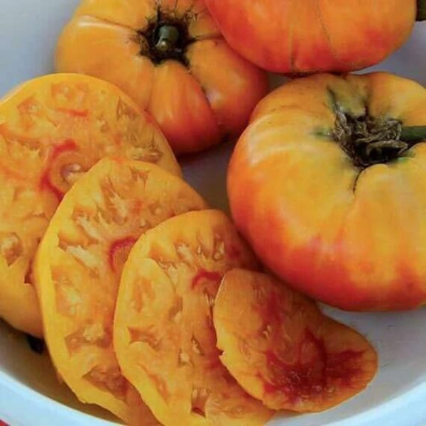 Gold Medal Tomato Seeds - Vegetable Plant