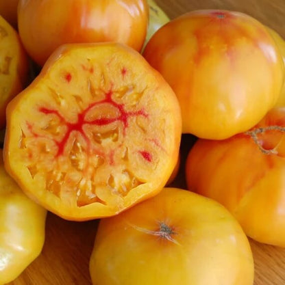 Gold Medal Tomato Seeds - Vegetable Plant