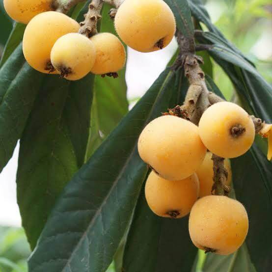 Gold Nugget Loquat Seeds 