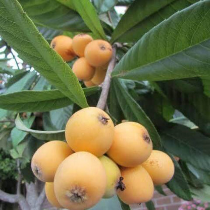 Gold Nugget Loquat Seeds 