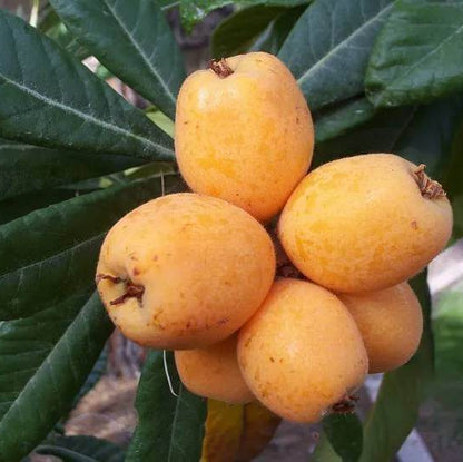 Gold Nugget Loquat Seeds 
