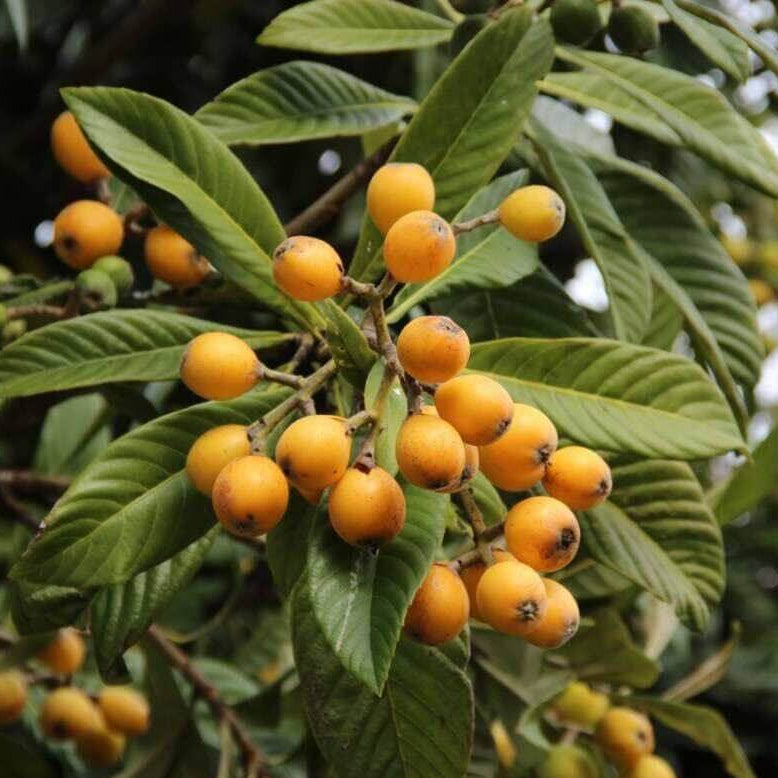 Gold Nugget Loquat Seeds 