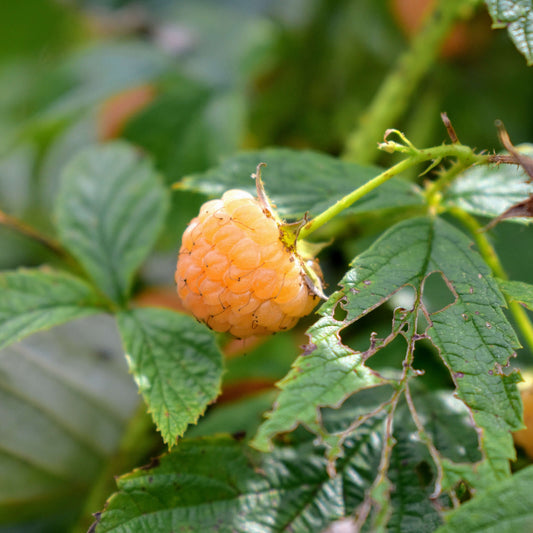 Gold Raspberry Berry Seeds