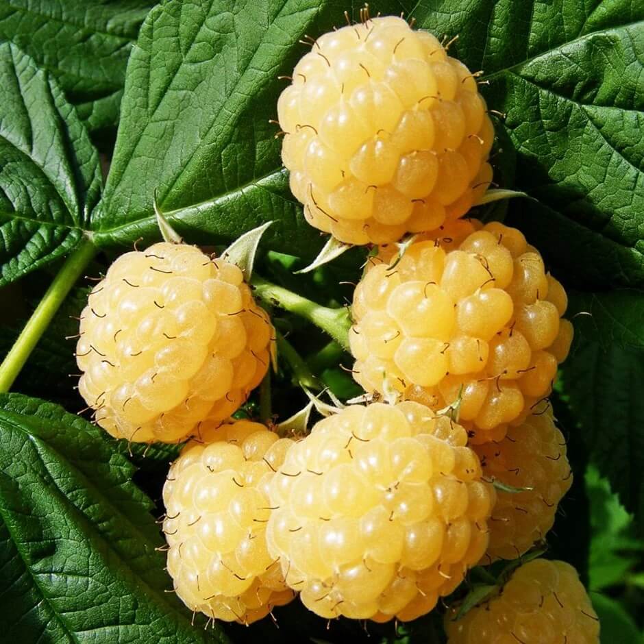 Gold Raspberry Berry Seeds