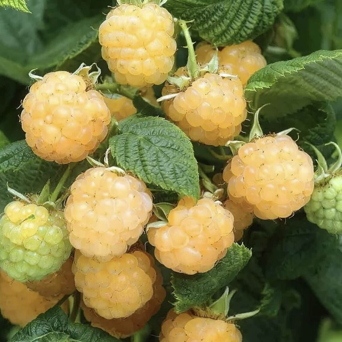 Gold Raspberry Berry Seeds