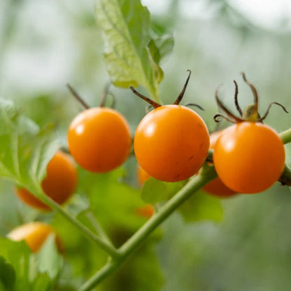 Gold Tomato Seeds