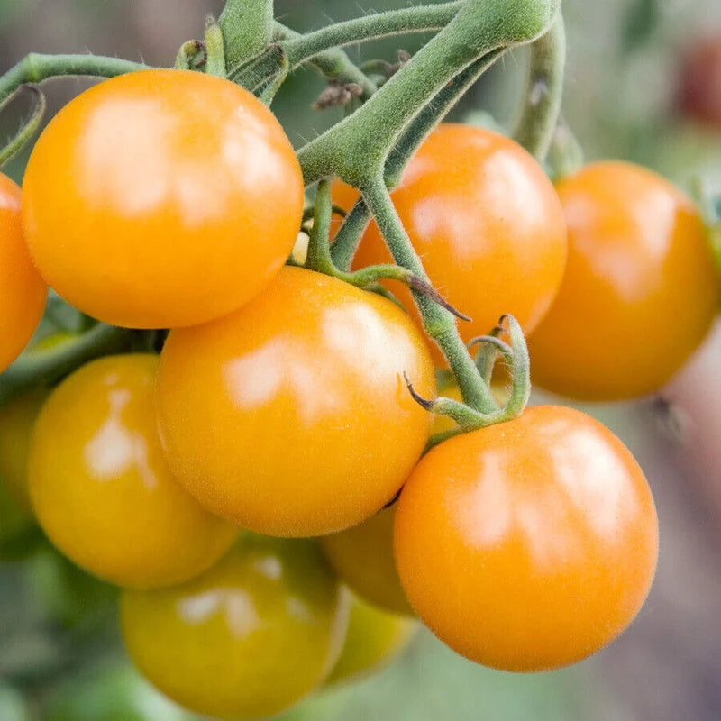 Gold Tomato Seeds
