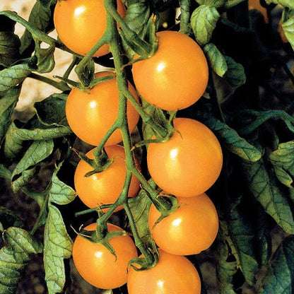 Gold Tomato Seeds