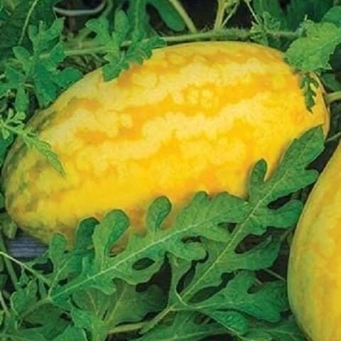 Gold in Gold Watermelon Seeds