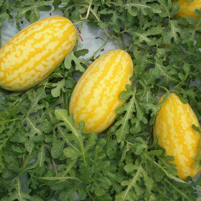 Gold in Gold Watermelon Seeds