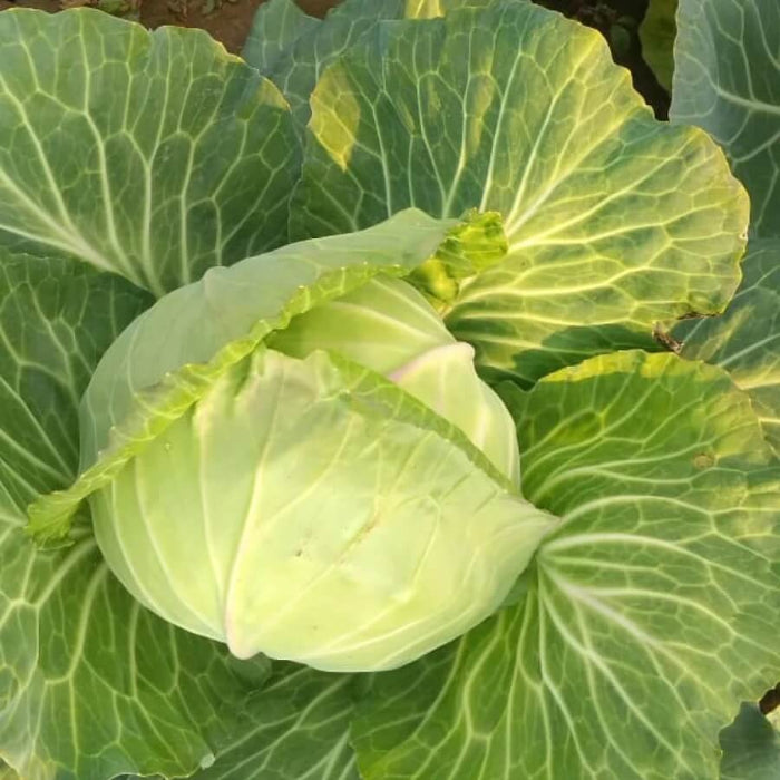 Golden Acre Cabbage Seeds - Vegetable Plant
