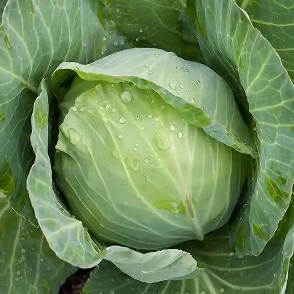 Golden Acre Cabbage Seeds - Vegetable Plant