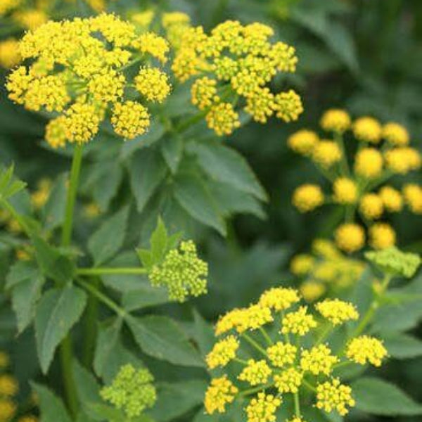 Golden Alexander Seeds