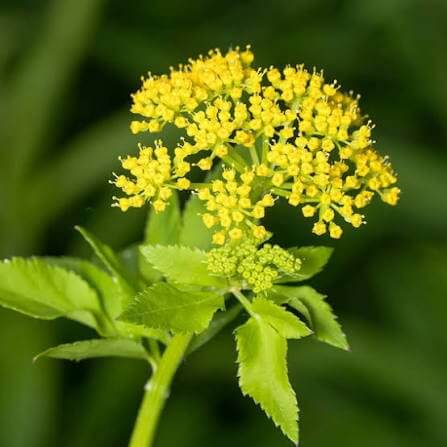 Golden Alexander Seeds