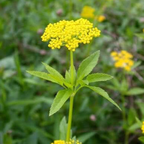 Golden Alexander Seeds